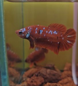 RGBG ( SUPER HIGH GRADE ) BETTA FISH / CAN CHOOSE / IKAN LAGA
