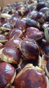 Jengkol Tua fresh Mentah Ukuran Sedang