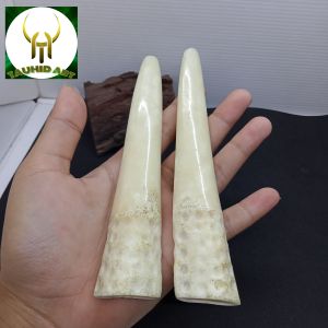 padutan once tulang sapi motif taring F53