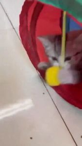 AJPET Cat Toy Tunnel Cat Teaser Cat Toys Tube Pipe Cat Playing Games Bell Ball Foldable Mainan Kucing Terowong Pet Toy