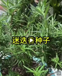 Benih Rosemary(100/150 Seeds)/迷迭香种子/Rosemary Seeds/Mosquito Repelling Plant Seeds/净化空气驱蚊植物种子