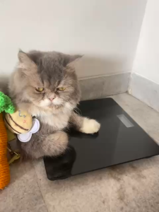 Mainan Kucing Gigitan Boneka Gigitan Anjing Dog Toy Mainan Gigit Pet Chew Bentuk Wortel