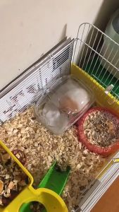 ( Variation ) Hamster Cage Travel Cage Bathtub Sand Bath Hamster Accessories Small Pets Accessories