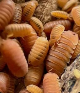 10 isopod cubaris orange hỗ trợ đất trồng terrarium
