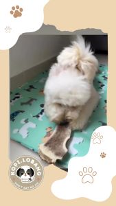 ✅[SG] Reversible Pet Cooling Mat / Pad For Dogs and Cats ★ FREE Training e-Guide  Worth $7 ★