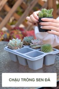 Chậu trồng sen đá MONROVIA trồng cây mini hoa nhí xương rồng bonsai kèm đĩa lót