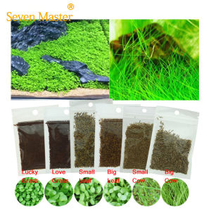 Seven Master 6 Style Easy Growing Mini  Aquarium Plant Decoration Waterweed Aquarium Tank Water Plant Grass Lawn