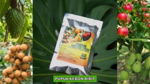 Pupuk Kebun Bibit Paling Ampuh Beli 1 Gratis 1
