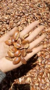 TÚI 1KG_HẠT KƠNIA THƠM NGON BÉO NGẬY ĐẶC SẢN CỦA TÂY NGUYÊN/THÍCH HỢP LÀM TẶNG BIẾU