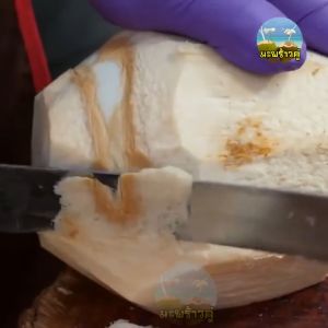 มีดปอกมะพร้าว มีดเฉอะมะพร้าว มีดผ่าแตงโม มีดสเตลเลส มีดยาว ตรากีวี มีดเฉอะกะลามะพร้าว