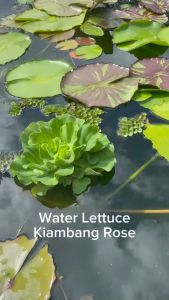 【Sean Planters】Water Lettuce Cabbage Kiambang Rose 水芙蓉 EASY CARE PURIFY WATER