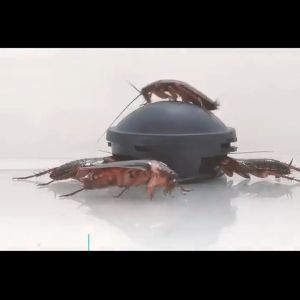 Racun Kecoa Obat Pembasmi Kecoa / Membunuh Kecoa Perangkap Kecoa / Lem Kecoa Umpan Racun Kecoa / Lem Cicak Lem Serangga Perangkap Cicak Termurah Terbaru Promo