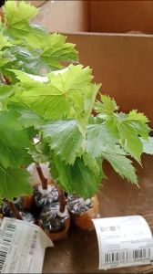 BIBIT ANGGUR IMPORT BOIKONUR CEPAT BERBUAH