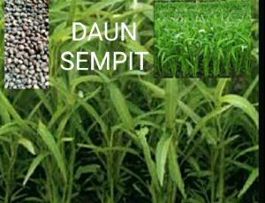 BIBIT KANGKUNG DAUN SEMPIT 1 KG