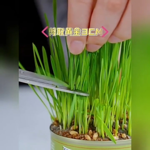 MASTI Premium Cat Grass Grow Kit for pet Cat Grass Seed Cat food Snack
