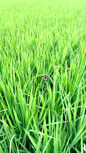 Nước Rửa Chén Hữu Cơ BLUE Hàn Quốc (2.1L)