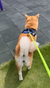 Bộ dây dắt Chó phản quang có lò so trợ lực kèm đai yếm ngực poli.ce K9 - Love pets shop