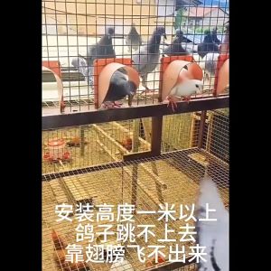 Pigeon Cage Door 10Pcs Plastic Arch Door Barrier Trap Door for Dove Bird Pet Supplies