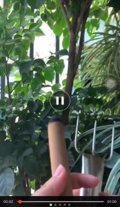 Dĩa Xiên Điếu Ngải Cứu Hơ Ba Cây - Dụng Cụ Diện Chẩn