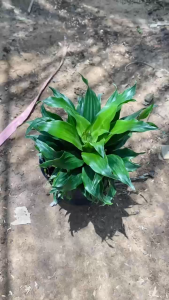 Cây Phát Tài Nhật - Tổng thể tầm 20-30 cm - Kiểng lá phong thủy!