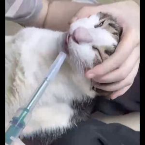 🔥🔥 เครื่องจ่ายยาสัตว์เลี้ยงสากลสำหรับสุนัขขนยา: การใช้งานสำหรับอาหารแมวหัว 2 หัว - ยาสัตว์เลี้ยงสากลสำหรับสุนัขขนยา