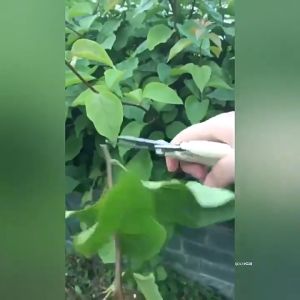 กรรไกรตัดกิ่ง ตัดกิ้งไม้ กรรไกรตัดแต่งกิ่งไม้ กรรไกรทำสวน กรรไกรแต่งกิ่งปากโค้ง กรรไกรตัดกิ่ง แบบสเตนเลส มี 2แบบ