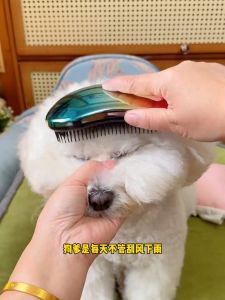 Pet Grooming Brush Dog Massage Comb Float Hair Removal Tool for Bichon Teddy Pull Cat De Shedding Universal Pet Care Tool