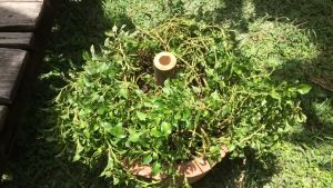 ร่มสนาม 34นิ้ว ผลิตจากผ้าโพลีเอสเตอร์ เคลือบ UV Silver โครงสร้างเหล็ก ถอดแกนปรับล็อคได้