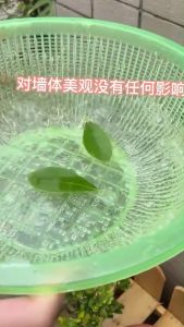 Transparent Waterproof Glue Water Proof Sealant Glue Wall Leak Tile Window Stable Film Leakage Repair Wall Coating 透明防水胶