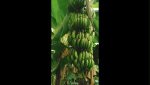 (1 หน่อ) กล้วยหอมคาเวนดิช กล้วยหอมที่ทั่วโลกส่งออกกัน พันธ์แท้ๆ จากสวนราชินี ตัดหน่อสั้น 30ซม เวลาส่ง