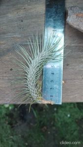 Tillandsia Funkiana x Recurvifolia (about 8CM) - mature plant