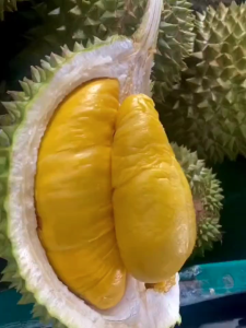 Bibit Tanaman Durian Musangking Murah dan Berkualitas