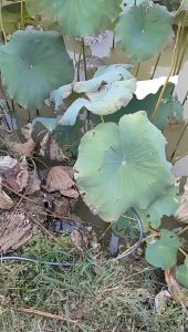 ชาร์จปั๊มน้ำทนทานอายุการใช้งานแบตเตอรี่ข้อต่อเครื่องปั้มน้ำรถซักผ้าสเปรย์กำจัดแมลงในครัวเรือนปั๊มน้ำ