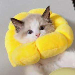 Petone dOrage | Feeding Allowed Anti Licking Collar