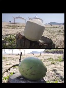 TAGO MALL ที่เจาะรูมะพร้าวสแตนเลส ด้ามจับยาว ใช้งานง่ายเพียง 3 ขั้นตอน อุปกรณ์เจาะรูผลไม้ ที่ปอกผลไม้