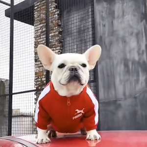 Áo khoác thể thao Pomii Cho Chó Mèo (mẫu mới) - Love Pets Shop