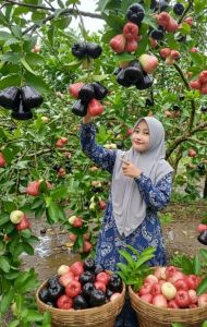 BIBIT TANAMAN JAMBU CITRA isi 3 PAKET KUNING HITAM & UNGU🌱Bibit Jambu Citra ini Terbaik Dengan Kualitas PremiumCukup Umur Akar Kuat Sehat Dan Siap Tanam. Bibit Pohon Buah Jambu Citra isi 3 Paket Sudah Berbuah .Yuk dicekout Sekarang Pemesanan Bisa COD