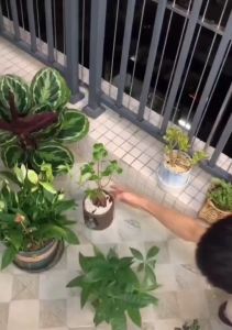 Balcony Hanging Plant Racks & Decor: Tips & Tricks