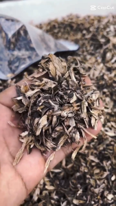 DĂM TỈA TRẦM HƯƠNG TỐC KIẾN – HƯƠNG TRẦM THẬT TỪ RỪNG NÚI QUẢNG NAM