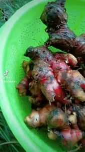 1 kg Jahe Merah Segar / Jahe Merah Alami / Natural Fresh Red Ginger