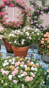 [NỞ CẢ NGÀY] ️1Ký Cành Hoa Mười Giờ Mới ️️🛴 0867777377