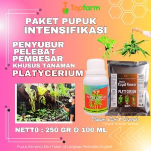 Pupuk Khusus Platycerium Ridleyi: Solusi Terbaik untuk Pertumbuhan Optimal Tanaman