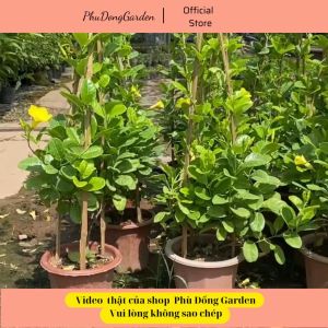 Cây Huỳnh Anh (Hoàng Anh) leo giàn cực đẹp cao 80cm | Lỗi 1 đổi 1 cây sai hoa thu hút ánh nhìn trang trí nhà cửa (ảnh thật)