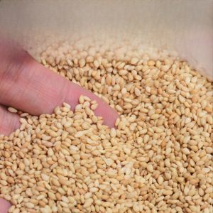 Instant Cooked White Sesame New Goods on-Site Stir-Fry Wash-Free Boiled Sesame Commercial For Home Clean Sand-Free Particles Full Sesame Seeds