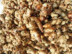 Kencur super segar plilihan 1kg