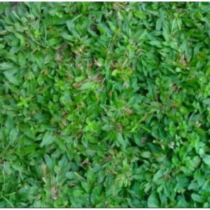 Rumput Gajah Mini Hijau 1Meter