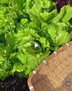 Biji Benih Salad Empat Musim(300 seeds )/四季生菜籽/Four Season Lettuce