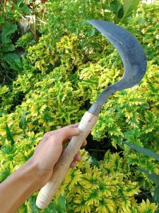 arit padi pemangkas padi baja gergaji