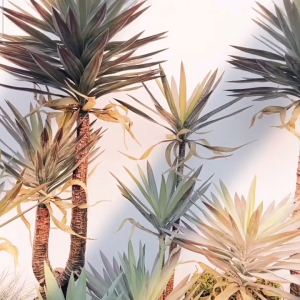 YUCCA ELEPHANTIPES Artificial Plant Artificial Flower Faux Greenery Potted Plant Home Decoration Indoor Outdoor Decorative Plants for Living Room Bedroom Office Desk Tabletop Garden Café Event Wedding Artificial Decorative Plant Ornament Accessories