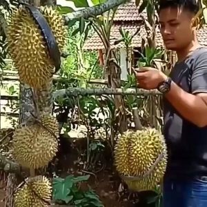 Bibit Pohon Durian Kane/Kani Kaki 3 Super Unggulan Sangat Cepat Berbuah